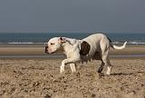 BOULEDOGUE AMERICAIN 210